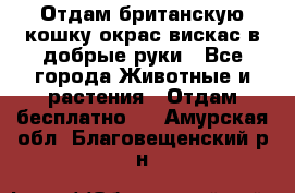 Отдам британскую кошку окрас вискас в добрые руки - Все города Животные и растения » Отдам бесплатно   . Амурская обл.,Благовещенский р-н